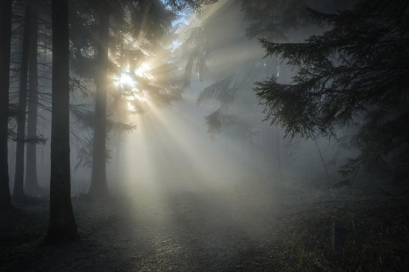 Enchanted Forest Grove